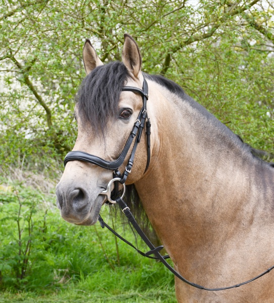 Heritage Saddlery Anatomical Cavesson Bridle